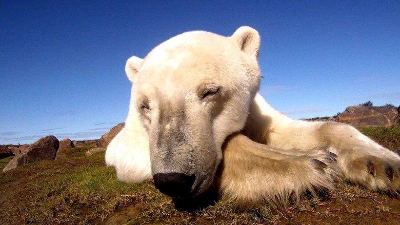 Polar Bears: Ice Bear image