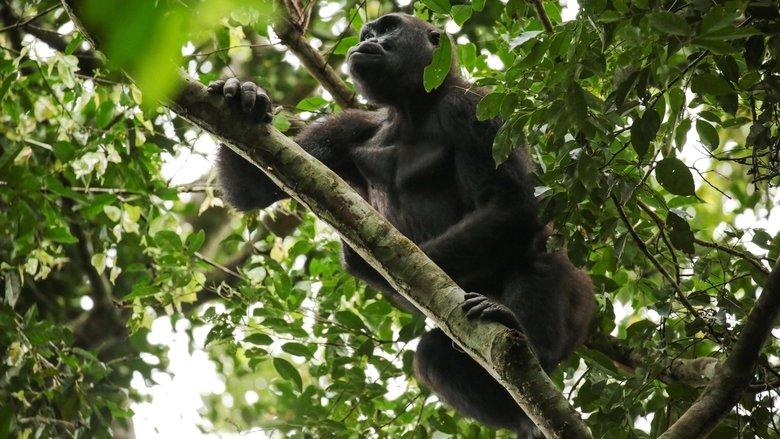 Gorillas of Gabon image