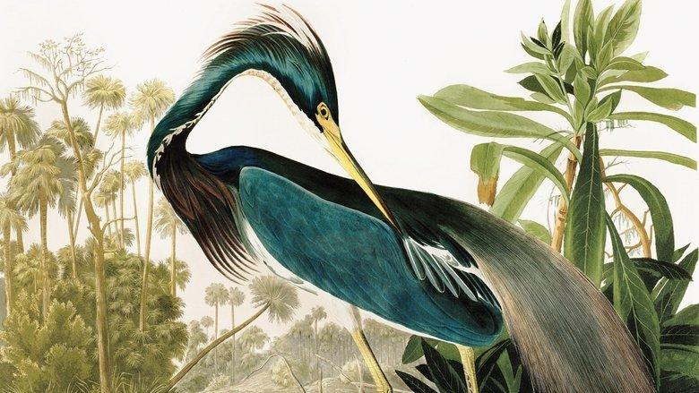 Birds of America image