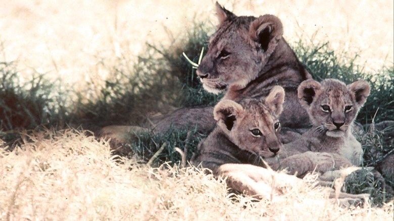 The African Lion image