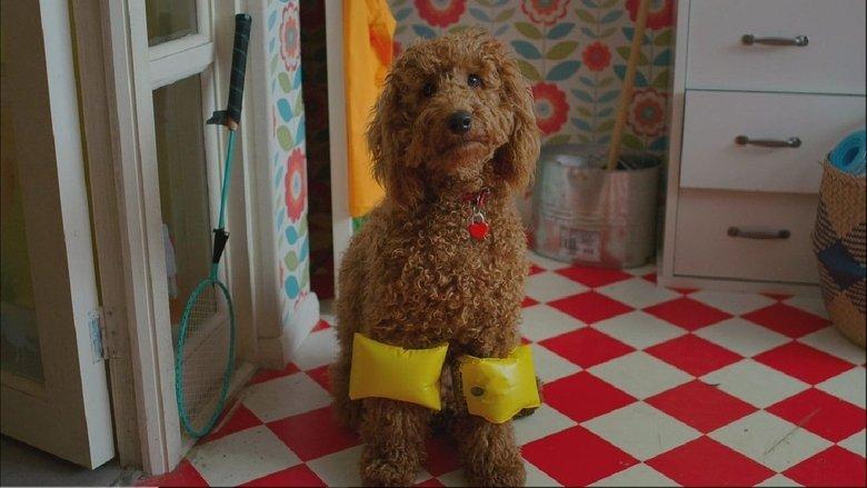 Waffle the Wonder Dog image