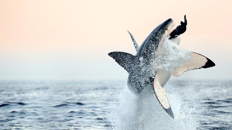 Air Jaws: Back From The Dead image