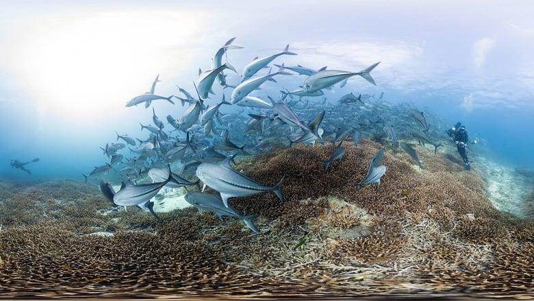 Chasing Coral image