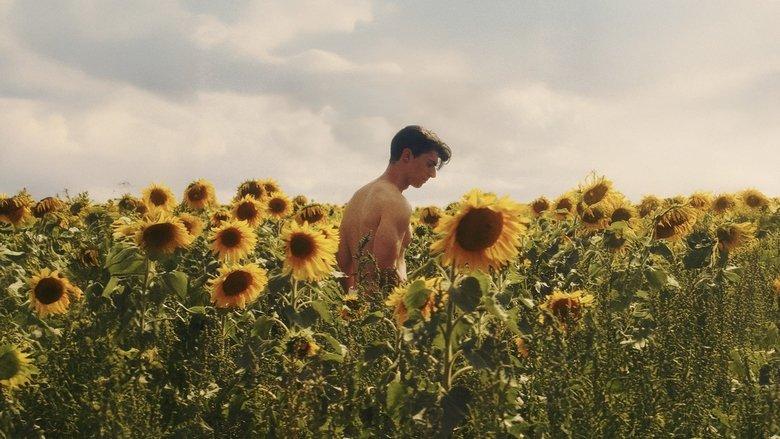 Sunflower image