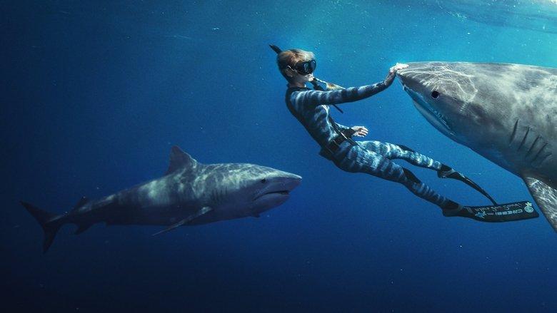 Shark Whisperer image