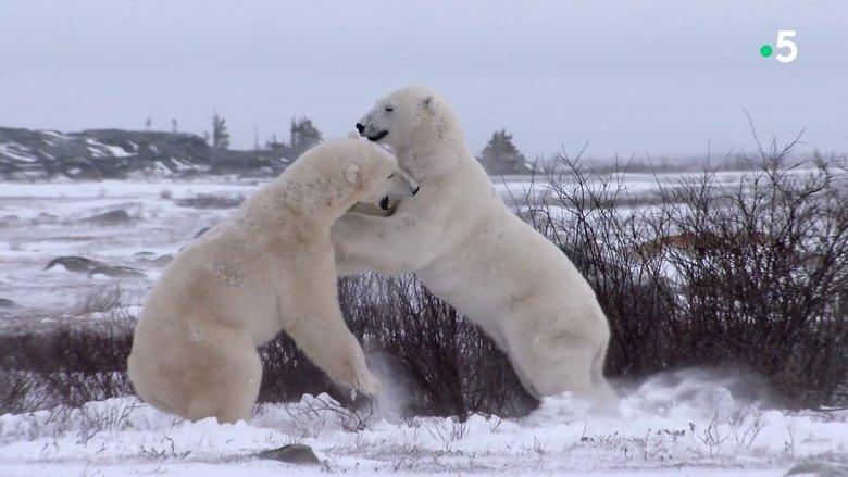 Kingdom of the Polar Bears image