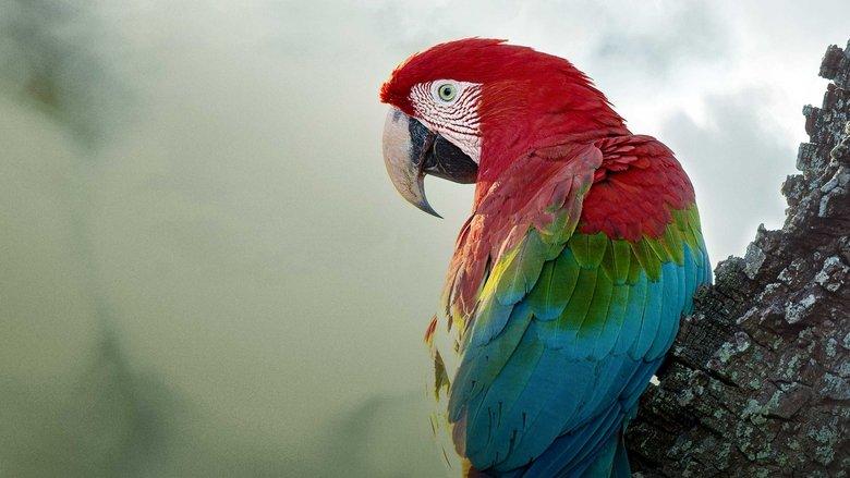 Brazil Untamed image