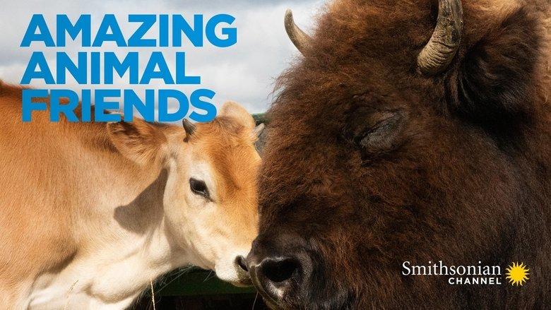 Amazing Animal Friends image
