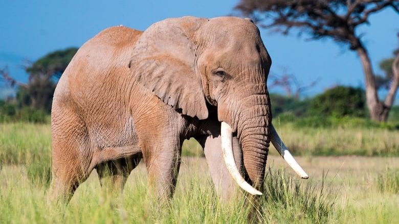 Aging in the Wild image