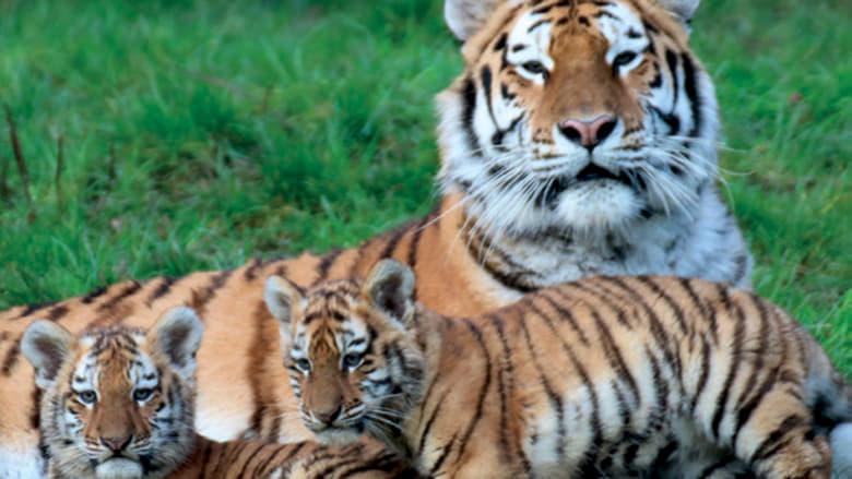 The Zoo image