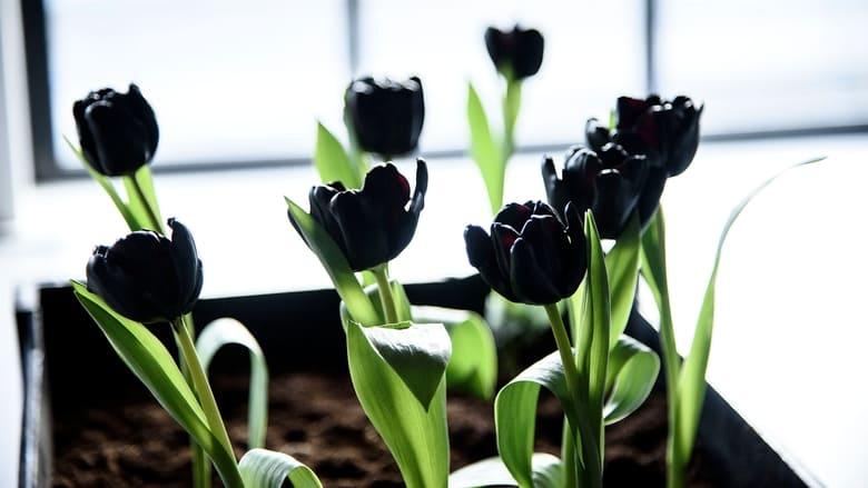 Black Tulip image