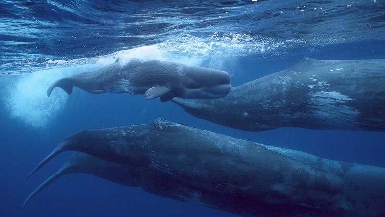 Giants of the Deep Blue image