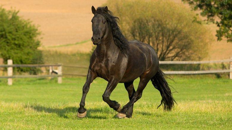 The Adventures of Black Beauty image