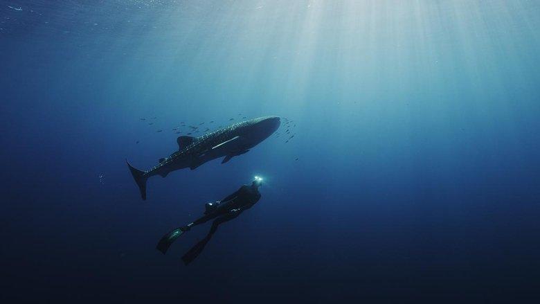 Swimming with Legends image