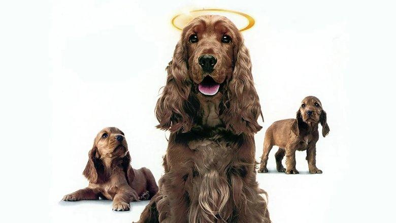 Miracle Dogs Too image