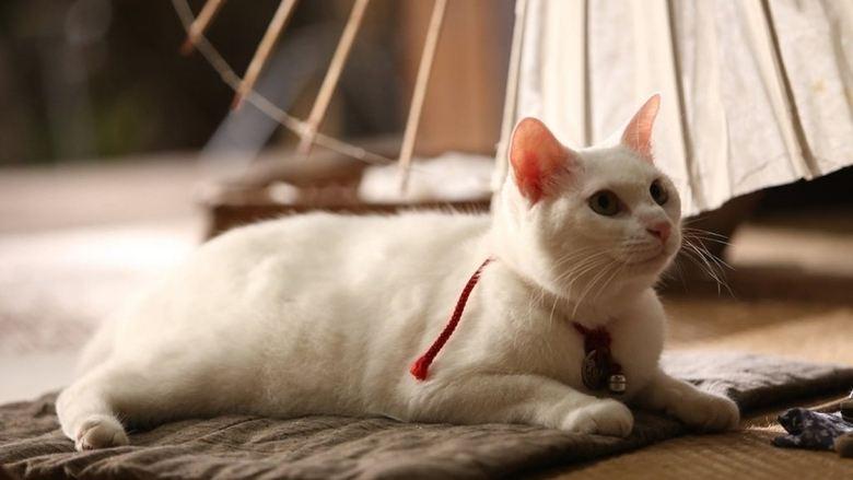 Samurai Cat image