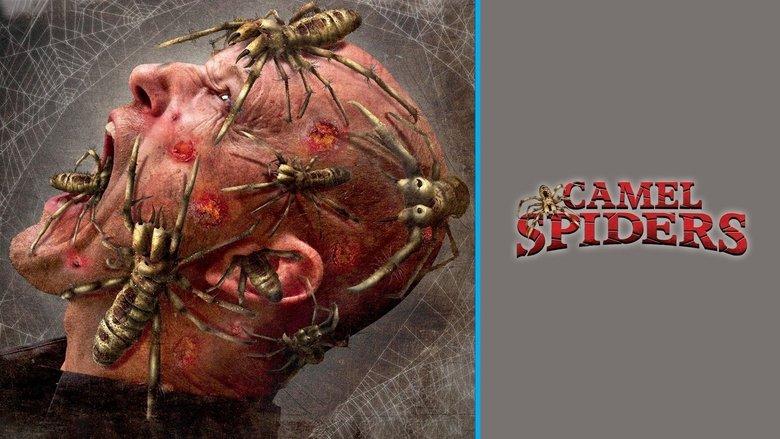 Camel Spiders image