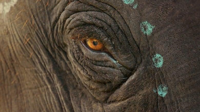 The Elephant Whisperers image