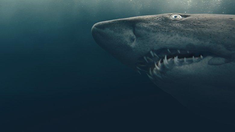 Shark Quest: Hunt For The Apex Predator image