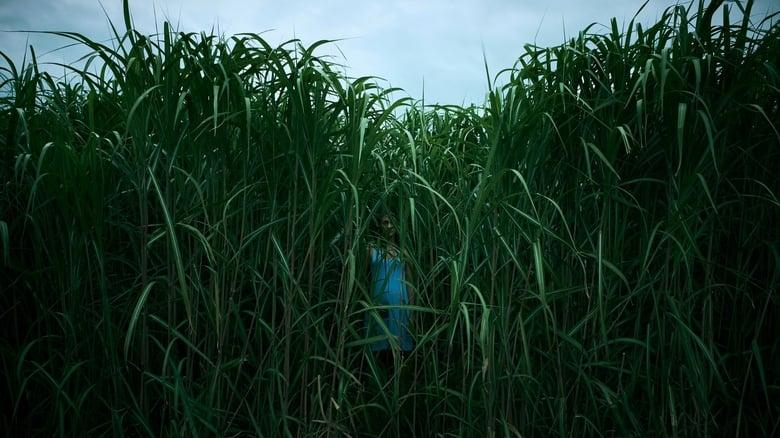 In the Tall Grass image