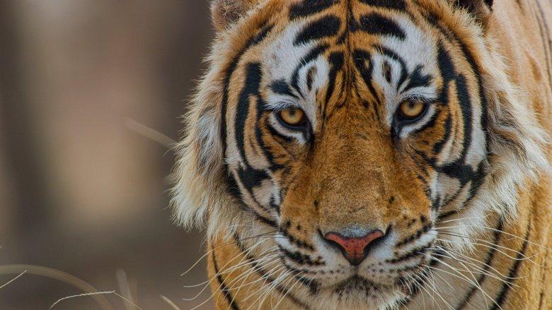 Tiger image