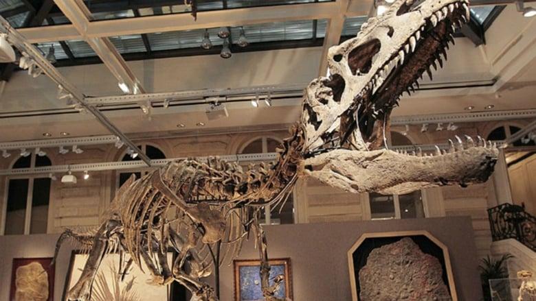 Dinosaurs image