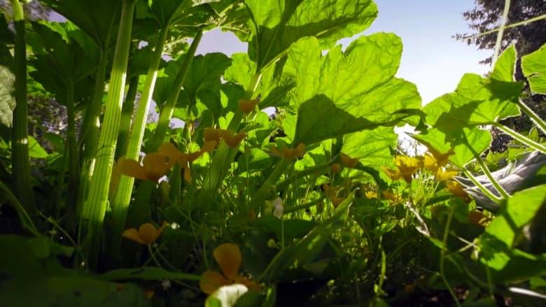 The Marvelous Wild World of the Vegetable Garden image