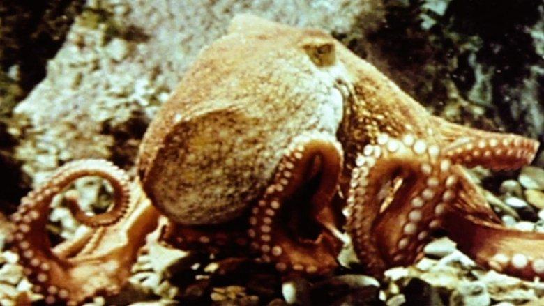 The Love Life of an Octopus image