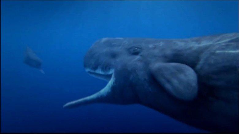 Ocean Odyssey image