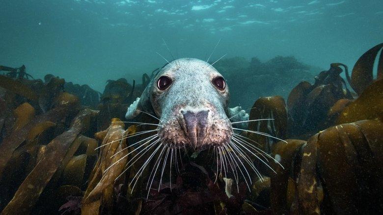 North Sea – Nature Untamed image