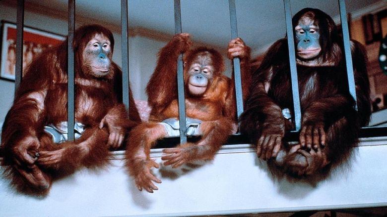 Going Ape! image