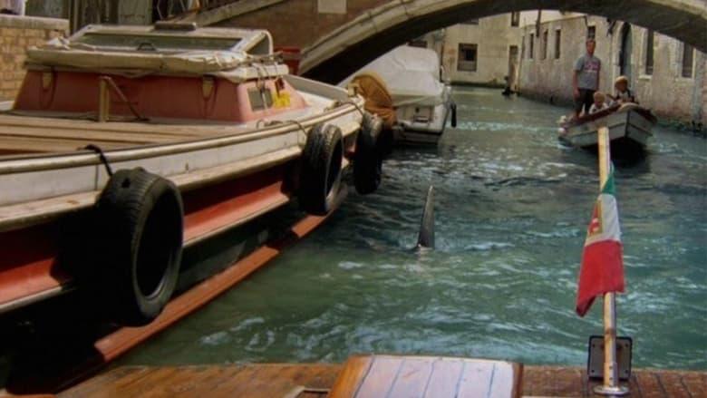Sharks in Venice image