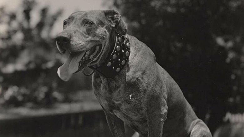 A Dog Catcher's Love image