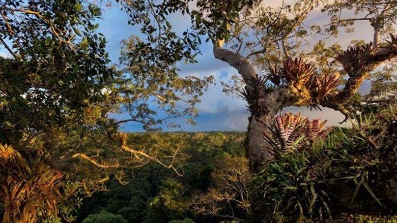 Secret Life of the Rainforest image