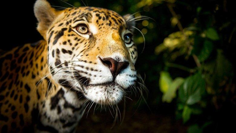 Big Cats image