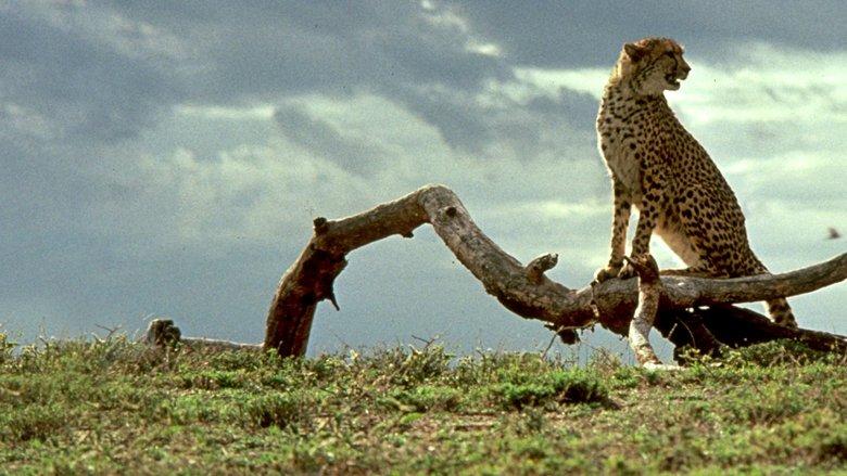 Cheetah image
