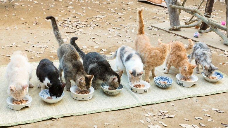 Neko Atsume House image