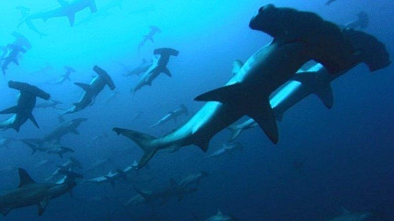 Deep Blue image