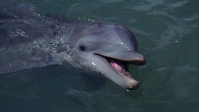 Flipper image