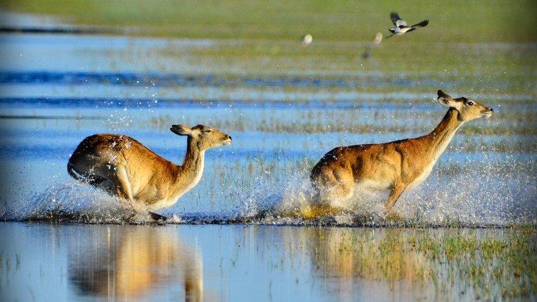 Wild Africa: Rivers of Life image