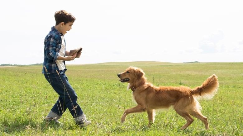 A Dog's Purpose image