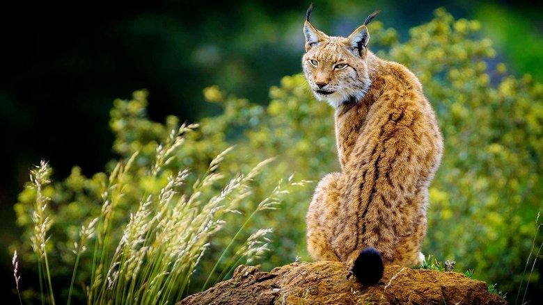 Wildes Baltikum image