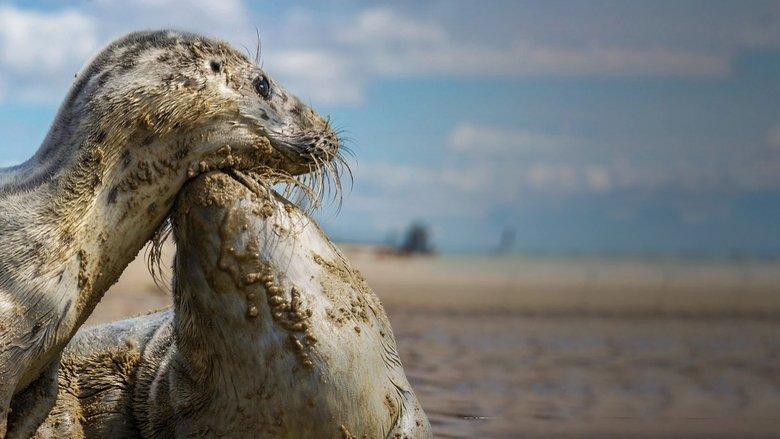 Wad: surviving on the border of water and land image