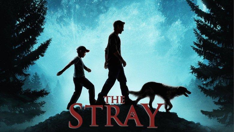 The Stray image