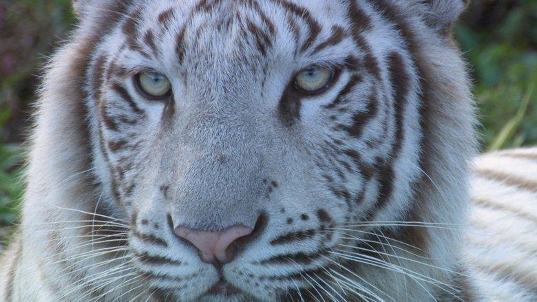 いいZooだね。～岩合光昭の動物園歩き～ image