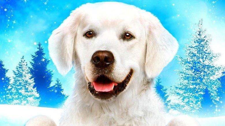 Adventures of Bailey: Christmas Hero image
