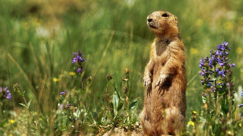 Prairie Dog Manor image