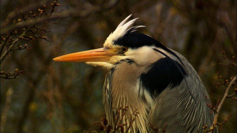Iolo's Secret Life of Birds image