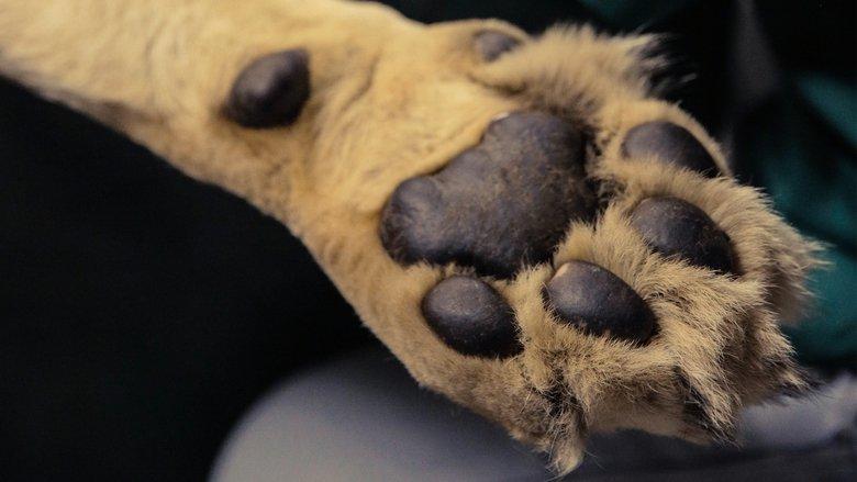 Big Animal Surgery image