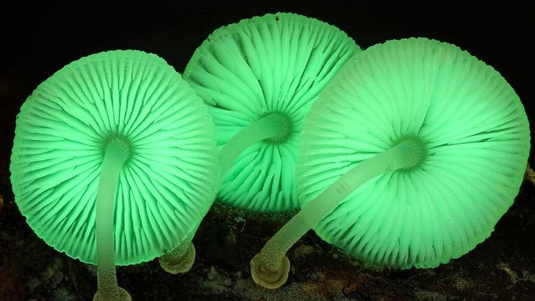 The Kingdom: How Fungi Made Our World image